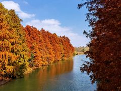 -上海海湾国家森林公园