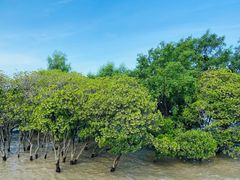 -宝安西湾红树林湿地公园