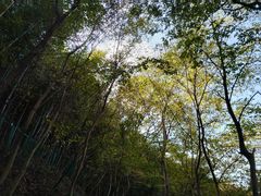 -上海佘山国家森林公园西佘山园