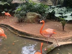 -海南热带野生动植物园