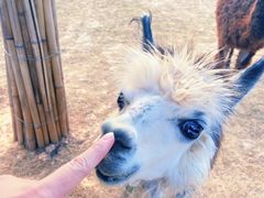 -泉州海丝野生动物世界