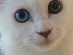 -飞行喵MR PILOT|猫舍·猫咖(静安大融城店)