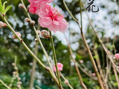 -桃花涧