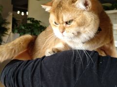 -东方名猫馆·英短金渐层布偶猫舍(环线广场1号楼店)