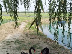 -天津东丽湖风景区