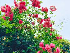 -上海交通大学(闵行校区)