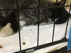 -美联众合动物医院·24h京西诊疗中心