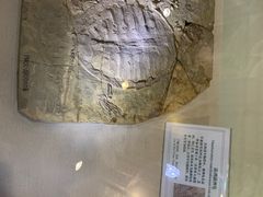 -辽宁古生物博物馆