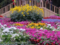 -深圳仙湖植物园