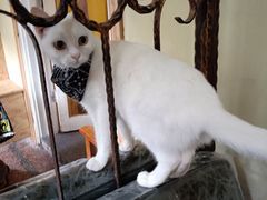 -猫色咖啡·猫咖