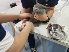 -伟伟宠物医院·CT影像中心·瑞派犬猫综合性门诊(汉口总院)