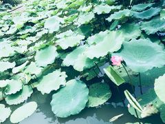 -乌村