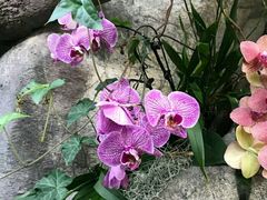 -北京植物园-展览温室