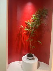 -阅年轻·AI家庭健康体质调理