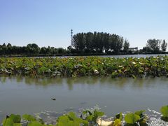 -白洋淀景区