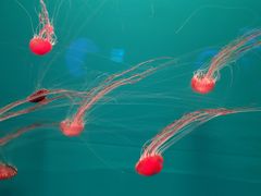 -多彩贵州城极地海洋世界