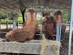 -长白岛森林公园