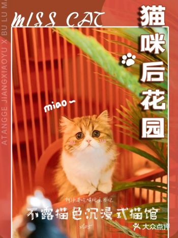 在“大别野”撸猫,下午茶+剧本杀+密室逃脱一站式猫咖!