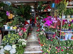 -溪岸路花鸟市场