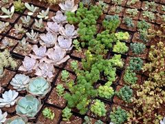 iphone_upload_pic-秦美花卉(天朗·莱茵小城2期店)