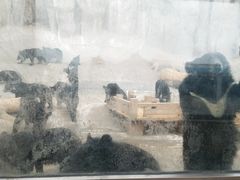-东方熊牧场