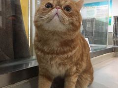 -艾贝尔宠物医院·24H转诊中心·肿瘤猫专科(江宁双龙店)