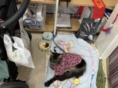 -瑞鹏·疫苗·绝育·宠物医院(金沙洲店)