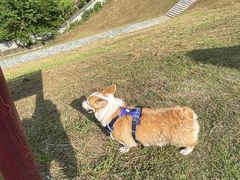 -龙坞茶村