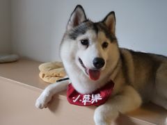 -Husky Go! 哈士奇体验馆·宠物咖啡厅狗咖