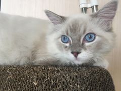 -瞄一喵猫咖(格力海岸店)