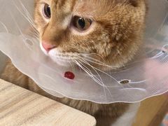 -佳怡动物医院·平价24小时·猫专科骨外科