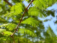 -白水寺森林公园