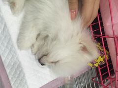 伟伟宠物医院-伟伟宠物医院·CT影像中心·瑞派犬猫综合性门诊(汉口总院)