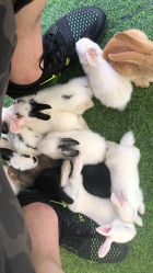 -萌宠亲子动物乐园(槐房万达店)