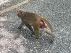 -黔灵山公园