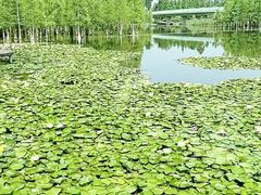 -白鹭湾湿地公园