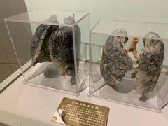 -陕西自然博物馆