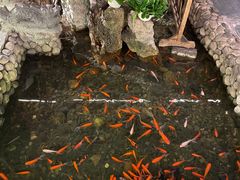 -三道苗苗鱼·美蛙黄辣丁(八里店)