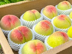 -老袁家蜜桃农场·阳山水蜜桃