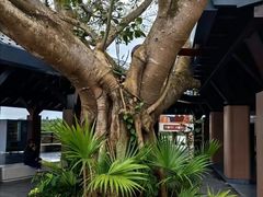 -东寨港红树林旅游区