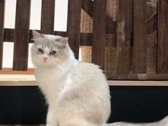 -瞄一喵猫咖(格力海岸店)