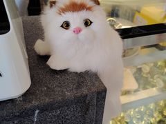 -瞄一喵猫咖(格力海岸店)