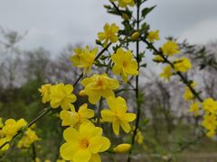 -两河城市森林公园