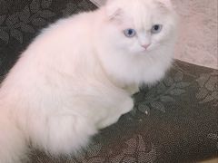 -喵宠乐园·撸猫互动·猫舍