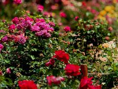 -国家植物园南园