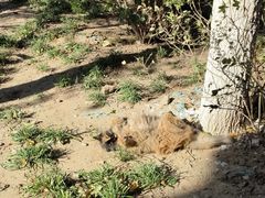 -瑞派·关忠动物医院·猫专科·犬专科(三环新城店)
