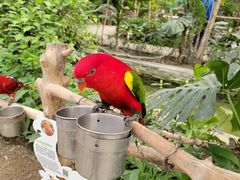 -南宫五洲植物乐园