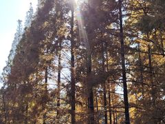 -黄海国家森林公园