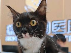 -瑞派康怡24h宠物医院·犬猫医疗中心·微创绝育(瑞景分院)