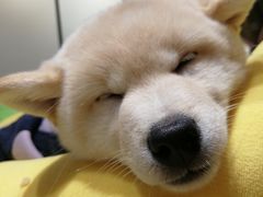 -逗柴咖啡屋·狗咖猫咖宠物桌游